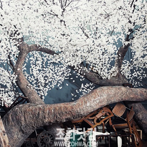 스튜디오 원규 - 대형 벚꽃나무